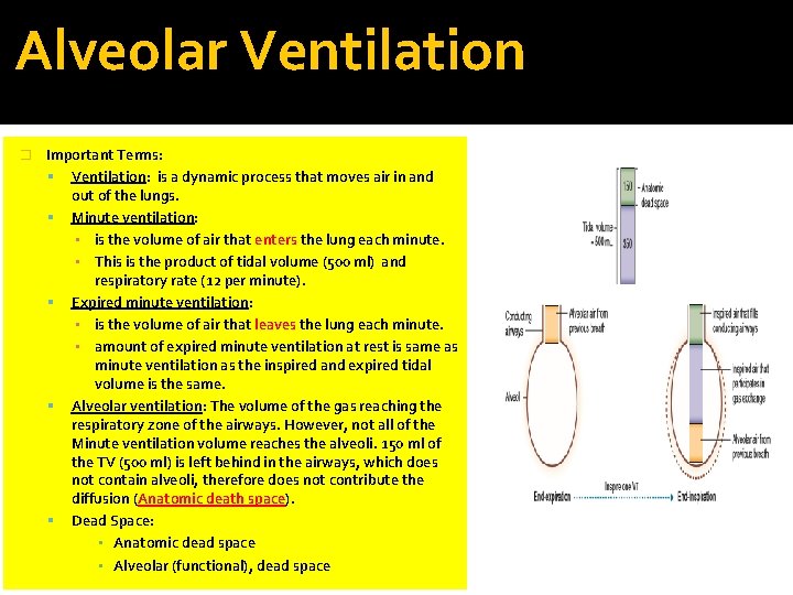Alveolar Ventilation � Important Terms: Ventilation: is a dynamic process that moves air in