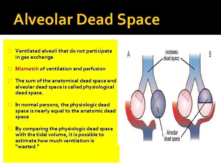 Alveolar Dead Space � Ventilated alveoli that do not participate in gas exchange �