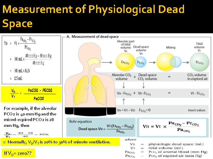 Measurement of Physiological Dead Space For example, if the alveolar PCO 2 is 40