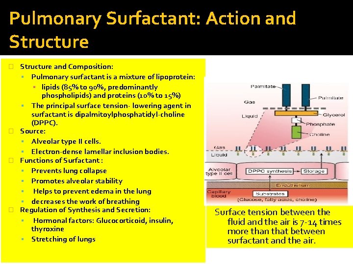 Pulmonary Surfactant: Action and Structure and Composition: Pulmonary surfactant is a mixture of lipoprotein: