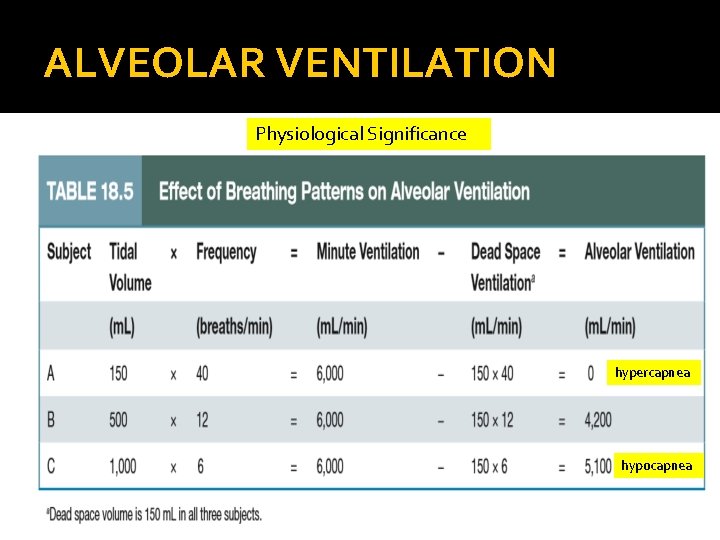 ALVEOLAR VENTILATION Physiological Significance hypercapnea hypocapnea 