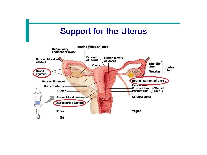 Support for the Uterus 