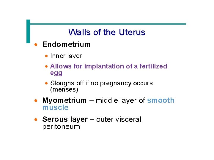 Walls of the Uterus · Endometrium · Inner layer · Allows for implantation of