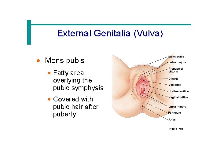 External Genitalia (Vulva) · Mons pubis · Fatty area overlying the pubic symphysis ·