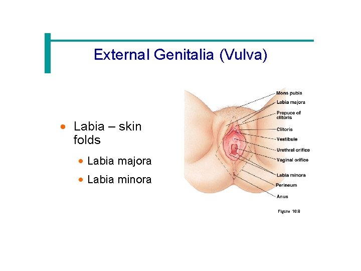 External Genitalia (Vulva) · Labia – skin folds · Labia majora · Labia minora