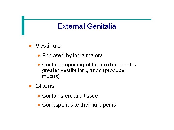 External Genitalia · Vestibule · Enclosed by labia majora · Contains opening of the