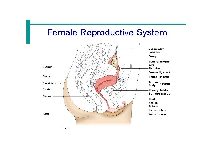 Female Reproductive System 