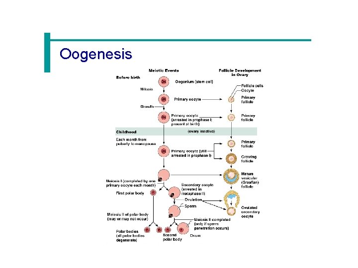 Oogenesis 