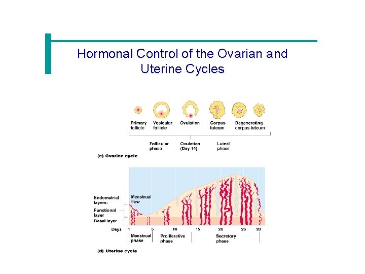 Hormonal Control of the Ovarian and Uterine Cycles 