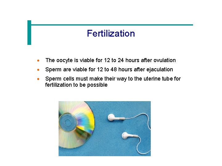 Fertilization · The oocyte is viable for 12 to 24 hours after ovulation ·
