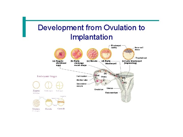 Development from Ovulation to Implantation 