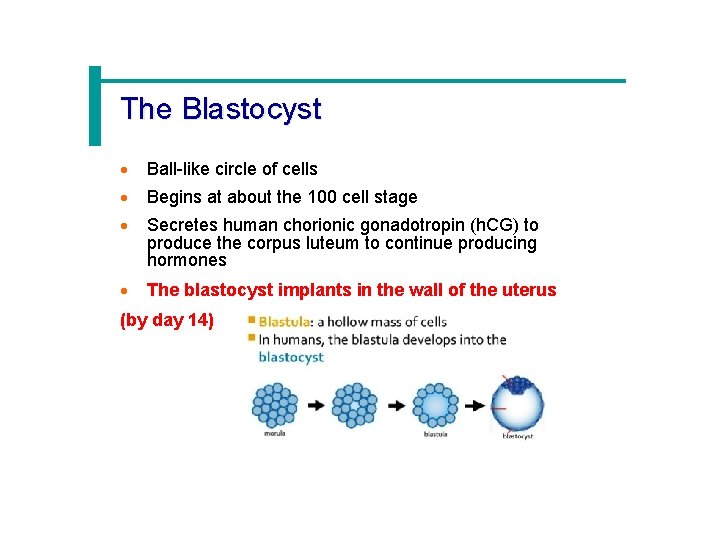 The Blastocyst · Ball-like circle of cells · Begins at about the 100 cell