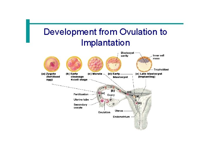 Development from Ovulation to Implantation 
