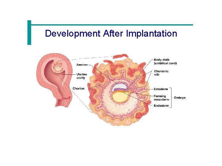 Development After Implantation 