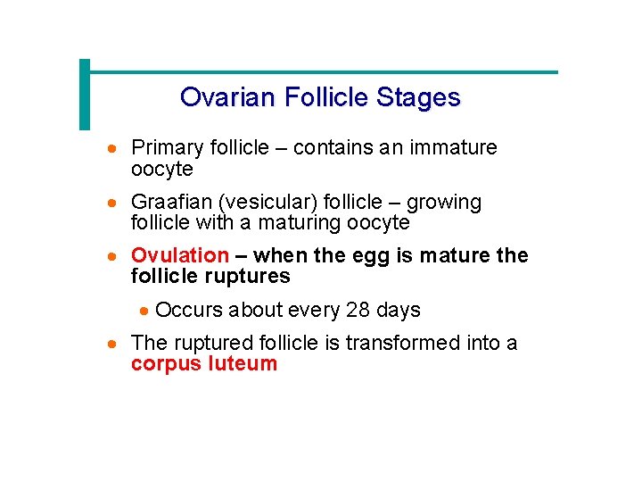 Ovarian Follicle Stages · Primary follicle – contains an immature oocyte · Graafian (vesicular)