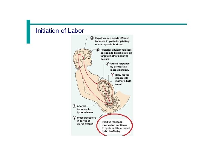 Initiation of Labor 