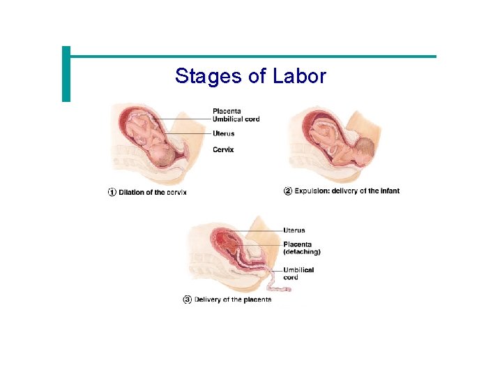 Stages of Labor 