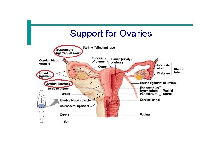 Support for Ovaries 