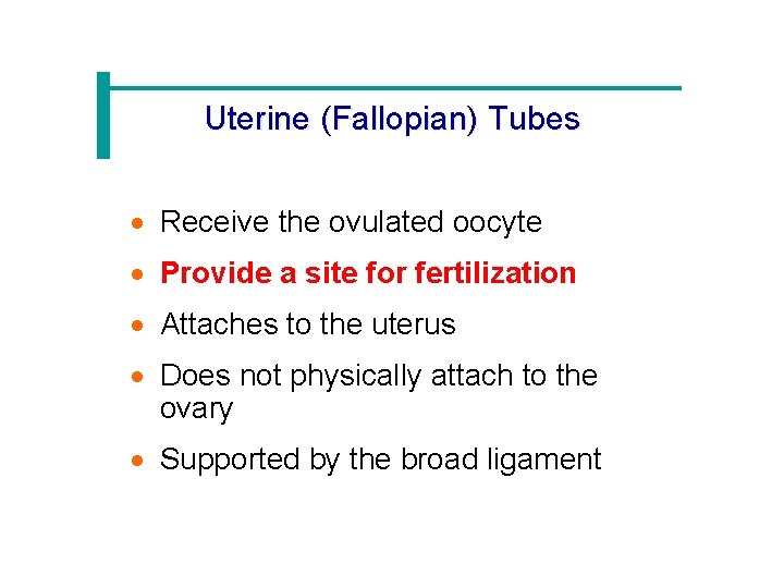 Uterine (Fallopian) Tubes · Receive the ovulated oocyte · Provide a site for fertilization