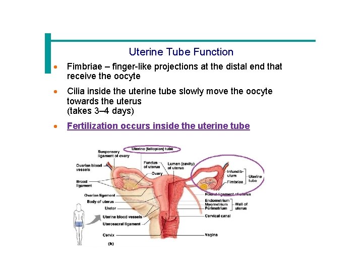Uterine Tube Function · Fimbriae – finger-like projections at the distal end that receive