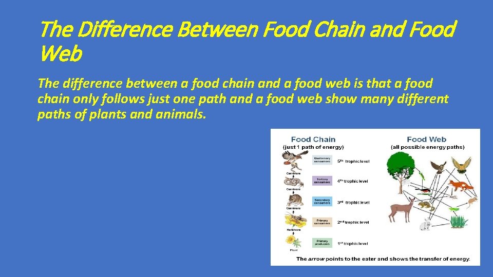 The Difference Between Food Chain and Food Web The difference between a food chain