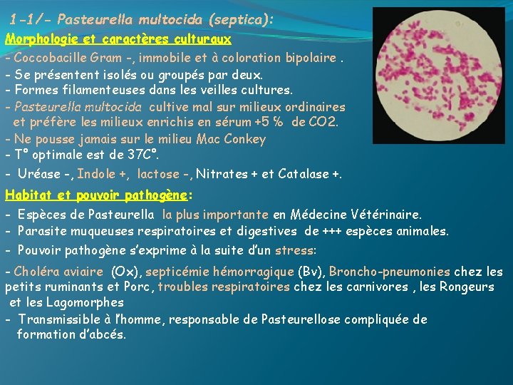 1 -1/- Pasteurella multocida (septica): Morphologie et caractères culturaux - Coccobacille Gram -, immobile