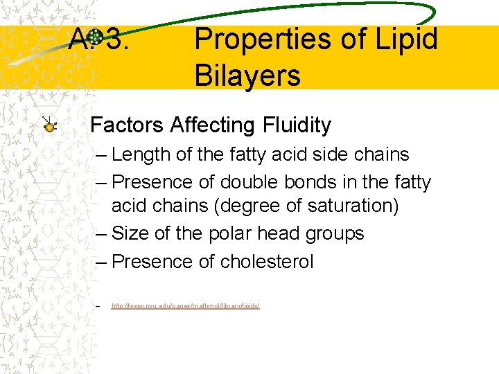 A. 3. Properties of Lipid Bilayers Factors Affecting Fluidity – Length of the fatty
