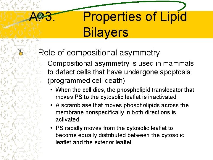 A. 3. Properties of Lipid Bilayers Role of compositional asymmetry – Compositional asymmetry is