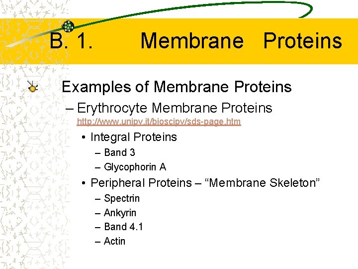 B. 1. Membrane Proteins Examples of Membrane Proteins – Erythrocyte Membrane Proteins http: //www.