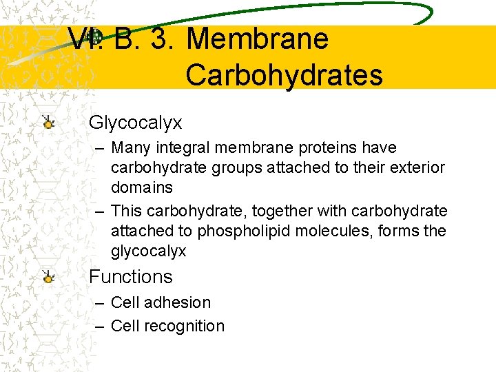 VI. B. 3. Membrane Carbohydrates Glycocalyx – Many integral membrane proteins have carbohydrate groups