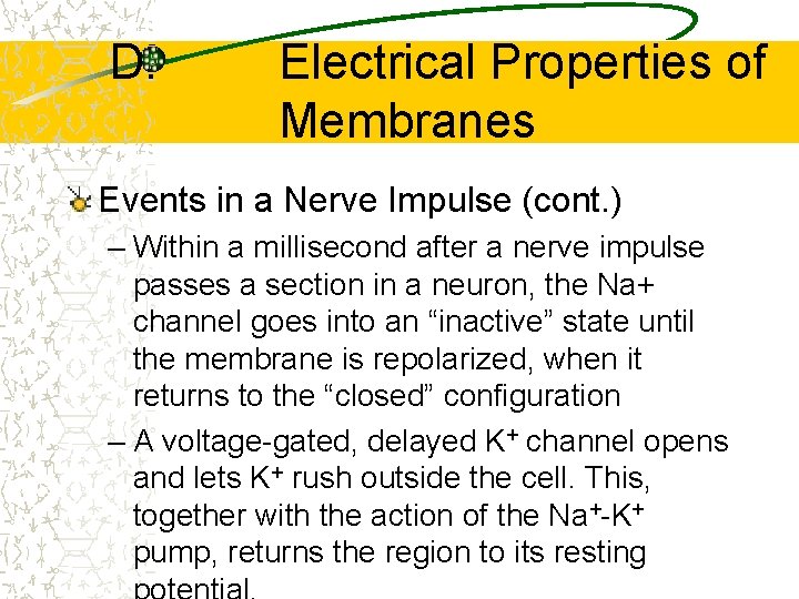 D. Electrical Properties of Membranes Events in a Nerve Impulse (cont. ) – Within