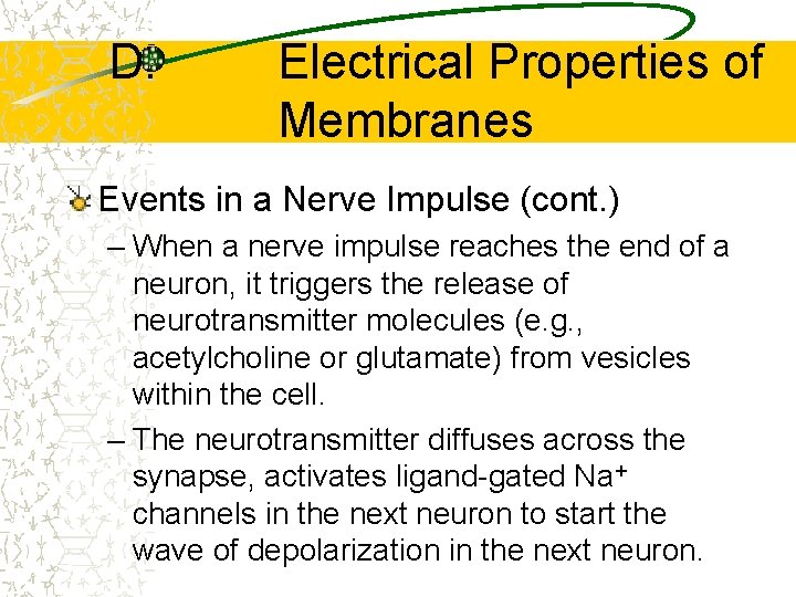 D. Electrical Properties of Membranes Events in a Nerve Impulse (cont. ) – When