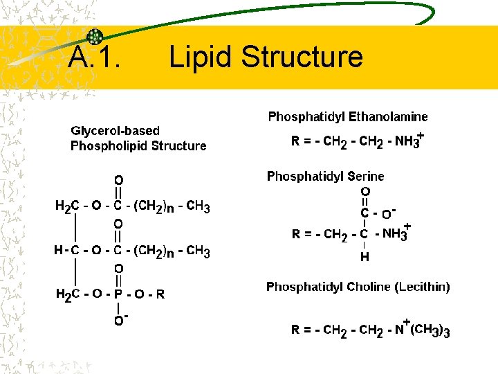 A. 1. Lipid Structure 