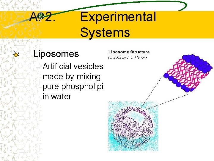 A. 2. Experimental Systems Liposomes – Artificial vesicles made by mixing pure phospholipids in