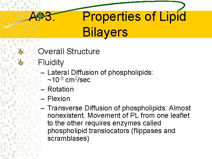 A. 3. Properties of Lipid Bilayers Overall Structure Fluidity – Lateral Diffusion of phospholipids: