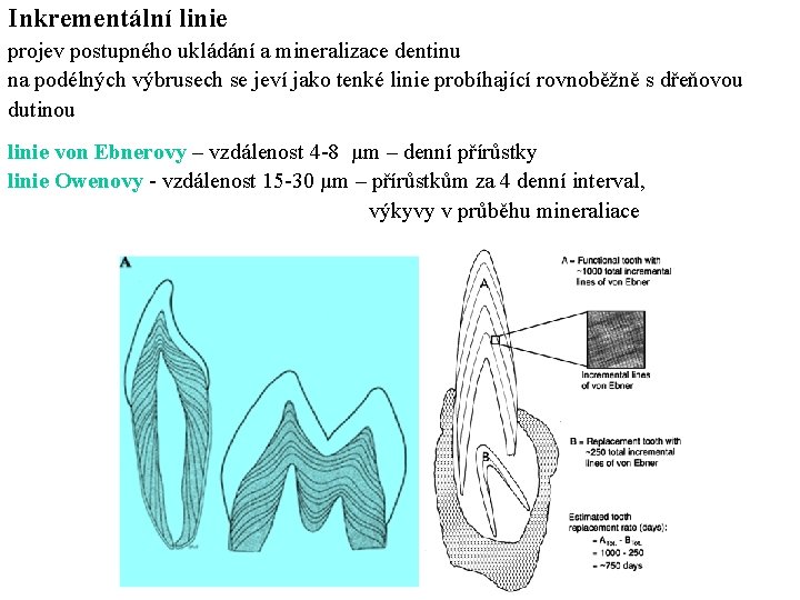 Inkrementální linie projev postupného ukládání a mineralizace dentinu na podélných výbrusech se jeví jako