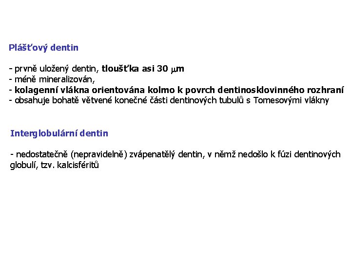 Plášťový dentin - prvně uložený dentin, tloušťka asi 30 mm - méně mineralizován, -