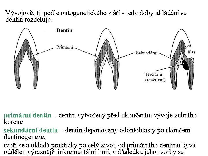 Vývojově, tj. podle ontogenetického stáří - tedy doby ukládání se dentin rozděluje: primární dentin