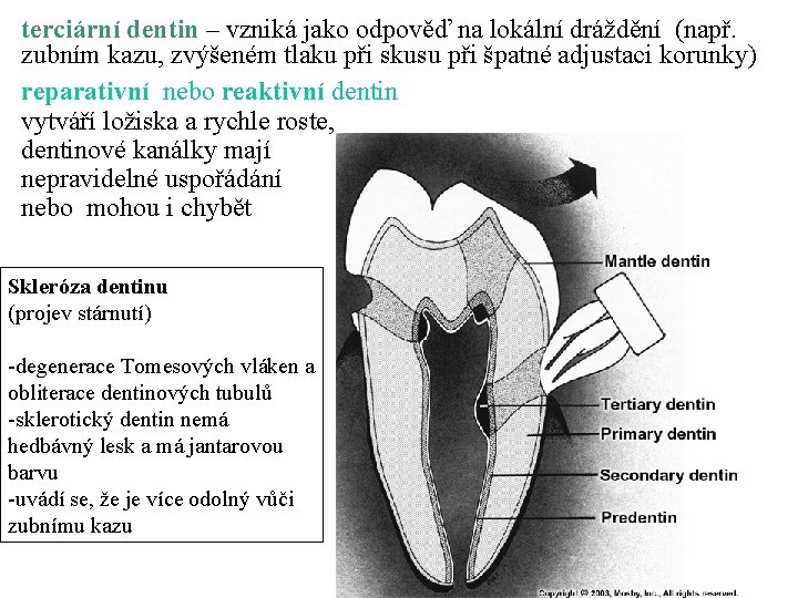 terciární dentin – vzniká jako odpověď na lokální dráždění (např. zubním kazu, zvýšeném tlaku