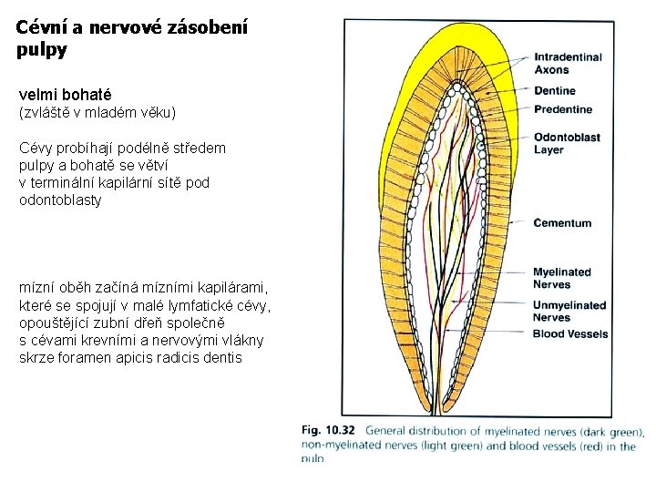 Cévní a nervové zásobení pulpy velmi bohaté (zvláště v mladém věku) Cévy probíhají podélně