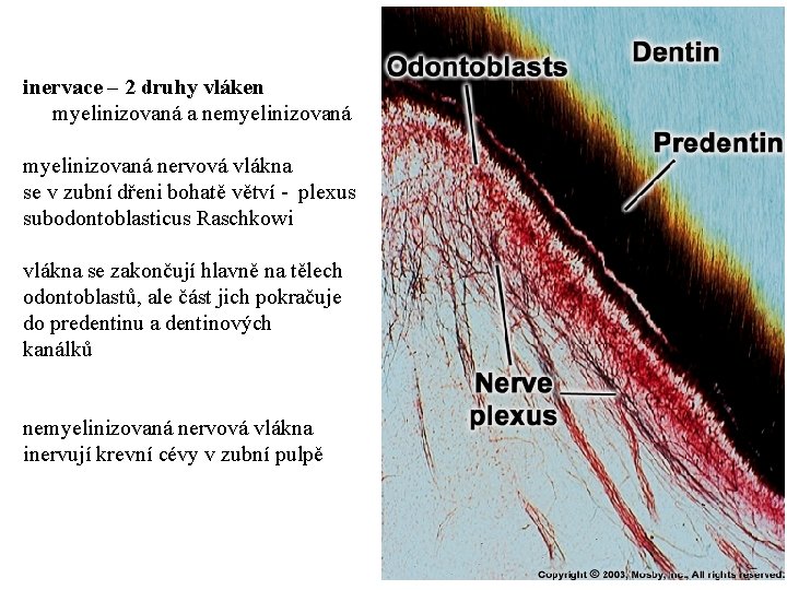 inervace – 2 druhy vláken myelinizovaná a nemyelinizovaná nervová vlákna se v zubní dřeni