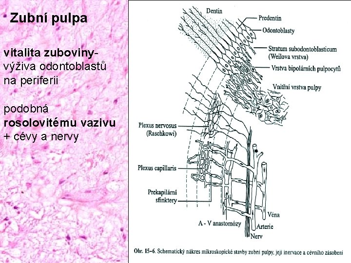 Zubní pulpa vitalita zubovinyvýživa odontoblastů na periferii podobná rosolovitému vazivu + cévy a nervy