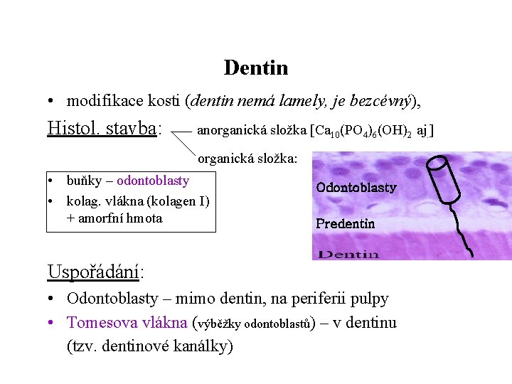 Dentin • modifikace kosti (dentin nemá lamely, je bezcévný), Histol. stavba: anorganická složka [Ca