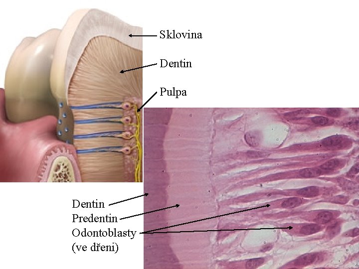Sklovina Dentin Pulpa Dentin Predentin Odontoblasty (ve dřeni) 