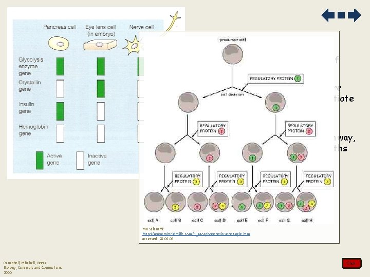b. each cell has a copy of every gene c. only the genes that b. each cell has a copy of every gene c. only the genes that