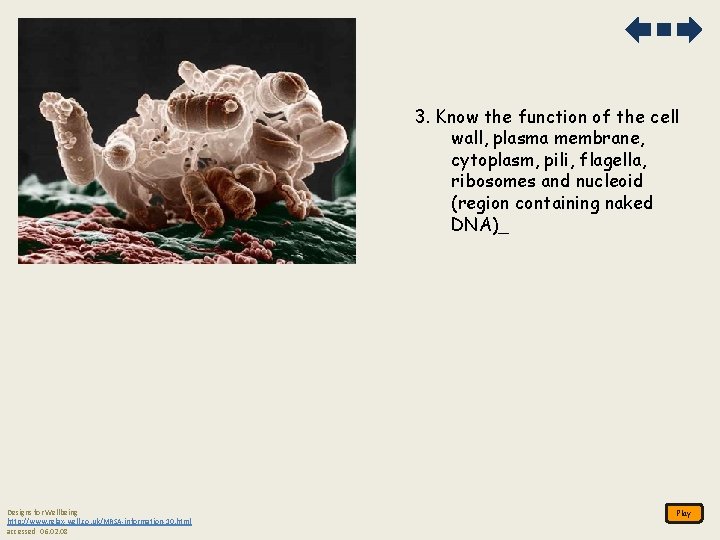 3. Know the function of the cell wall, plasma membrane, cytoplasm, pili, flagella, ribosomes 3. Know the function of the cell wall, plasma membrane, cytoplasm, pili, flagella, ribosomes