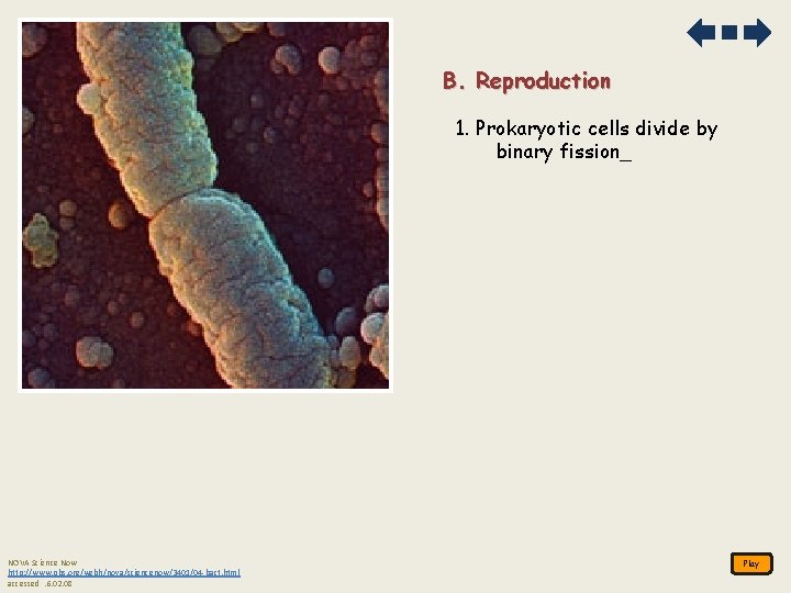 B. Reproduction 1. Prokaryotic cells divide by binary fission_ NOVA Science Now http: //www. B. Reproduction 1. Prokaryotic cells divide by binary fission_ NOVA Science Now http: //www.