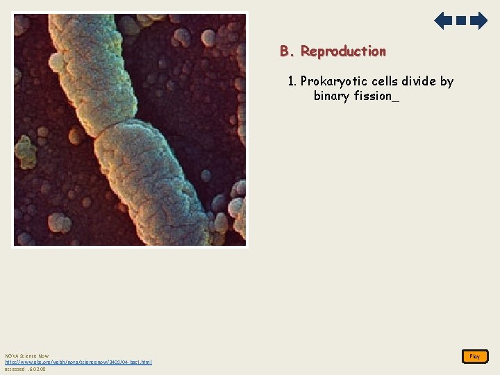 B. Reproduction 1. Prokaryotic cells divide by binary fission_ NOVA Science Now http: //www.