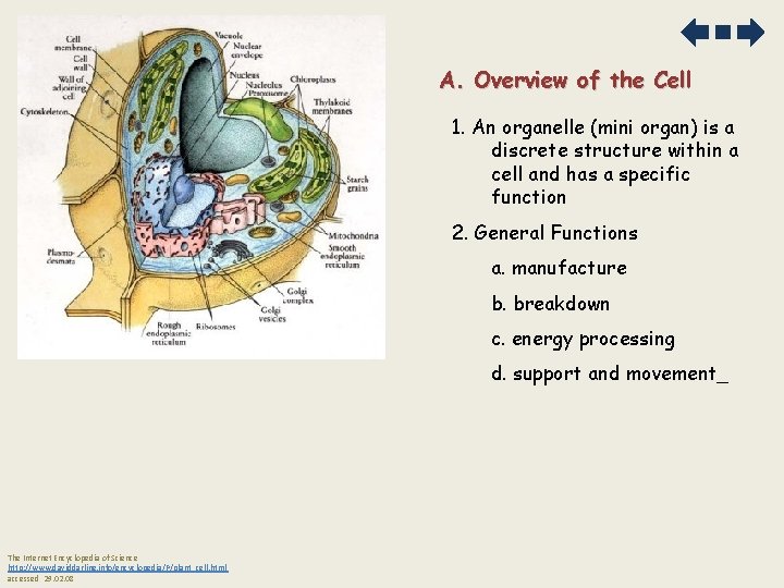 A. Overview of the Cell 1. An organelle (mini organ) is a discrete structure A. Overview of the Cell 1. An organelle (mini organ) is a discrete structure