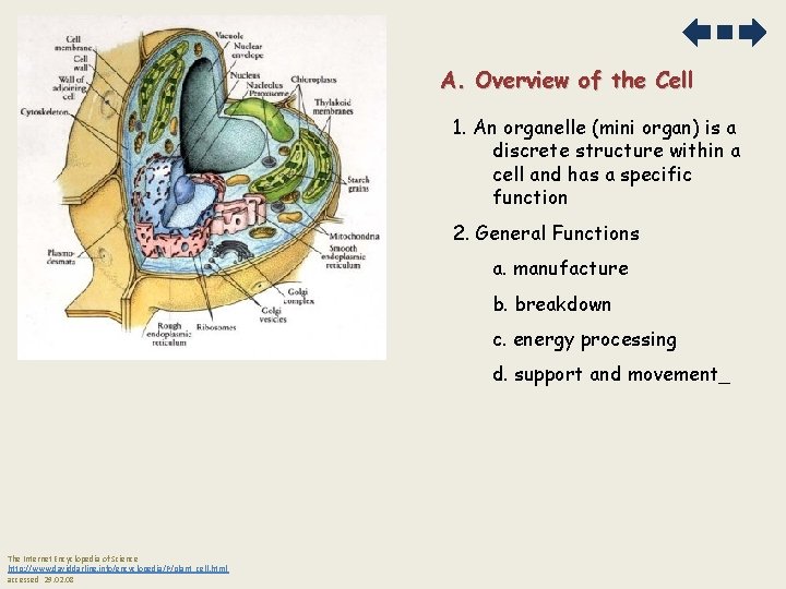 A. Overview of the Cell 1. An organelle (mini organ) is a discrete structure